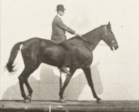 Plate 655 'Gazelle' walking, spavin, right hind leg — figure reference